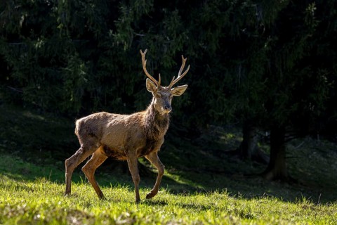 Scruffy red deer (Cervus elaphus) stag in grassland at edge of forest moulting into its red summer