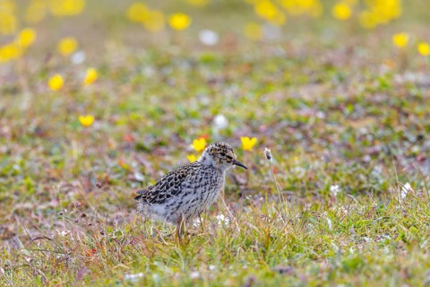 Purple sandpiper (Calidris maritima) chick, young on the tundra in summer, Svalbard, Spitsbergen,