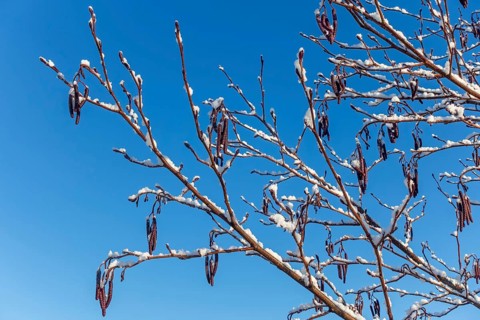 Common alder, European black alder (Alnus glutinosa) close-up of male catkins laden with fresh snow