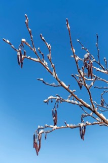 Common alder, European black alder (Alnus glutinosa) close-up of male catkins laden with fresh snow