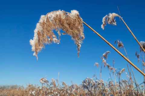Common reed (Phragmites australis) close-up of panicles, seed heads laden with fresh snow in