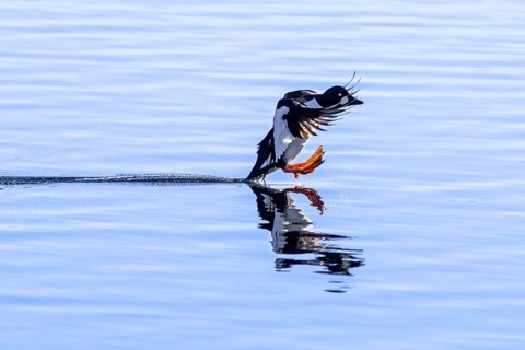 Common goldeneye (Bucephala clangula) male in flight, landing on water in lake in winter