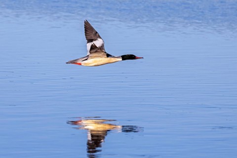 Common merganser, goosander (Mergus merganser merganser) male flying over water of lake in winter