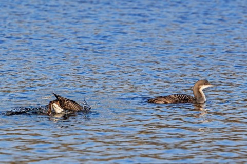 Two black-throated loons, Arctic loon, black-throated diver (Gavia arctica) in non-breeding plumage