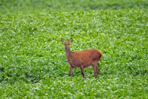Red deer (Cervus elaphus) hind, female foraging in sugar beet field in summer