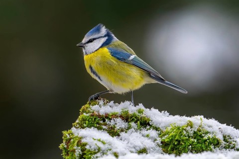 Eurasian blue tit (Cyanistes caeruleus, Parus caeruleus) perched on snow covered tree stump with