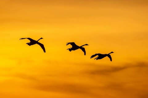 Three Bewick's swans, tundra swans (Cygnus bewickii) in flight silhouetted against orange sunset