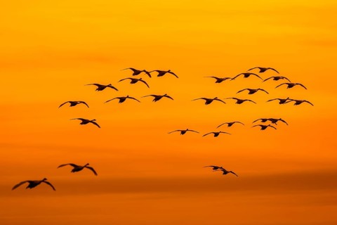 Bewick's swans, tundra swan (Cygnus bewickii) flock in flight silhouetted against orange sunset sky