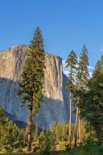 Ponderosa pine in front of El Capitan, granite monolith in Yosemite National Park in Sierra Nevada