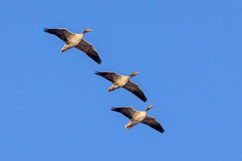Three greylag geese, graylag goose (Anser anser) flying against blue sky in winter