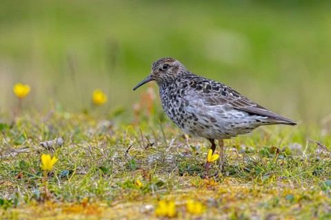 Purple sandpiper (Calidris maritima) adult in breeding plumage foraging on the tundra in summer,
