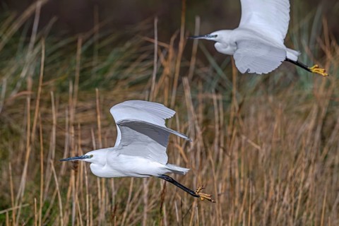 Two little egrets (Egretta garzetta) flying past reed bed in coastal wetland in winter