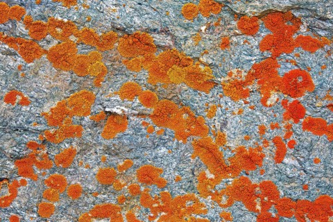 Elegant sunburst lichen (Rusavskia elegans, Xanthoria elegans) on rock, Svalbard, Spitsbergen