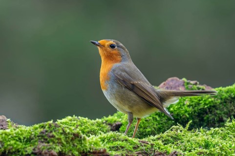 European robin (Erithacus rubecula) perched on moss covered fallen tree looking for insects and