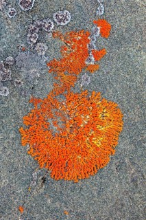 Elegant sunburst lichen (Rusavskia elegans, Xanthoria elegans) on rock, Svalbard, Spitsbergen