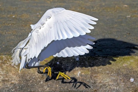 Little egret (Egretta garzetta) adult in flight, landing in the dunes along the North Sea coast in