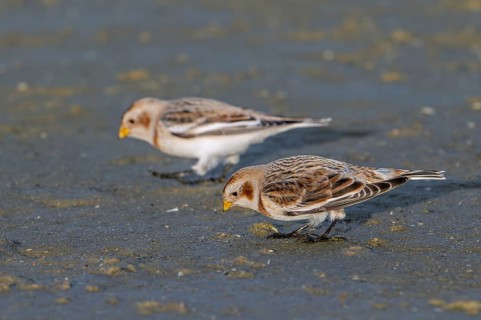 Two snow buntings (Plectrophenax nivalis, Emberiza nivalis) in winter plumage foraging on sandy