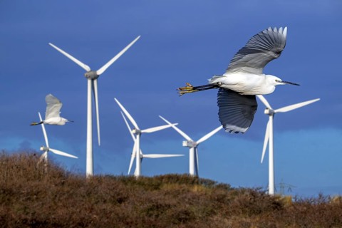 Two little egrets (Egretta garzetta) flying past huge rotor blades of wind turbines killing birds