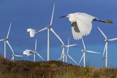 Three little egrets (Egretta garzetta) flying past huge rotor blades of wind turbines killing birds