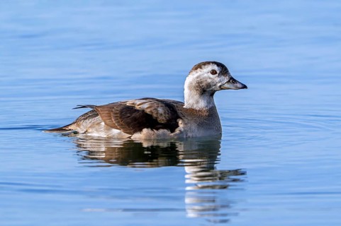 Long-tailed duck (Clangula hyemalis, Anas hyemalis) adult female in non-breeding plumage swimming