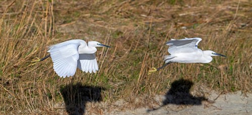 Two little egrets (Egretta garzetta) flying past reed bed in coastal wetland in winter. Digital