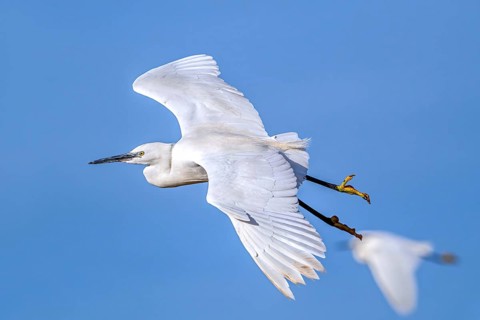 Two little egrets (Egretta garzetta) adult flying against blue sky in winter