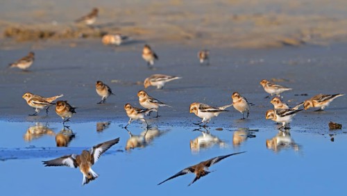 Snow buntings (Plectrophenax nivalis, Emberiza nivalis) flock in winter plumage foraging on sandy