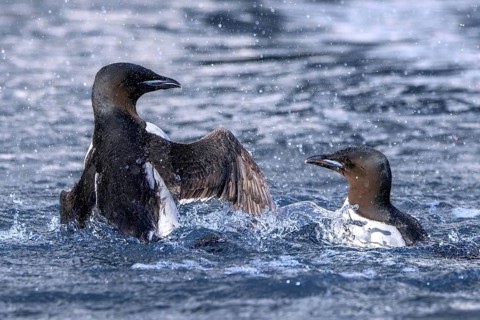 Two thick-billed murres, Brünnich's guillemots (Uria lomvia) in breeding plumage fighting in the