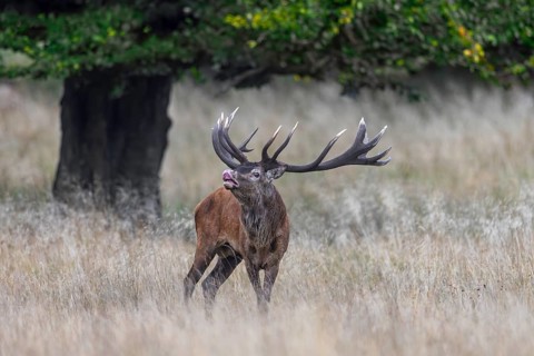 Red deer (Cervus elaphus) stag performing the flehmen response in grassland at edge of oak forest