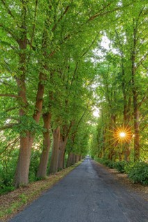 Small-leaved lime, little-leaf linden (Tilia cordata) trees bordering country road, avenue with sun