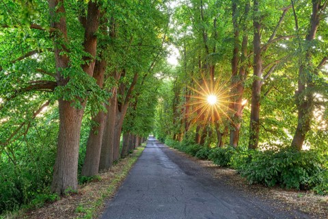 Small-leaved lime, little-leaf linden (Tilia cordata) trees bordering country road, avenue with sun