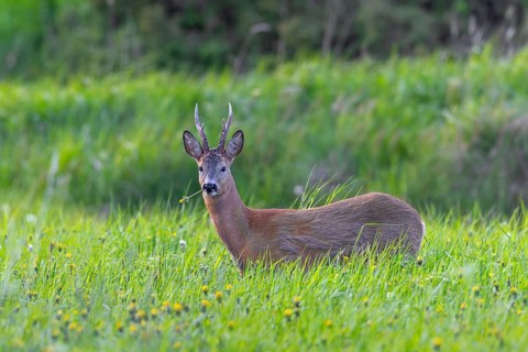European roe deer (Capreolus capreolus) adult buck, male eating dandelion in grassland, meadow with