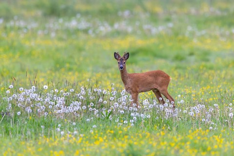 European roe deer (Capreolus capreolus) adult buck, male foraging in grassland, meadow with