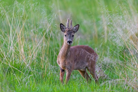 European roe deer (Capreolus capreolus) adult buck, male with antlers covered in velvet foraging in