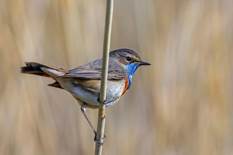White-spotted bluethroat (Luscinia svecica cyanecula) male perched on reed stem in reedbed of