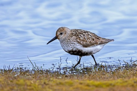Dunlin (Calidris alpina alpina) in breeding plumage foraging in shallow water of pond in marshland