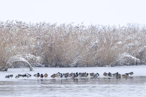 Flock of mallards, wild ducks (Anas platyrhynchos) males, drakes and females resting on ice of