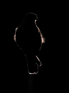 Kestrel (Falco tinnunculus) against the light, Berlin, Germany