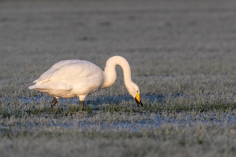 Whooper swan (Cygnus cygnus), Emsland, Lower Saxony, Germany