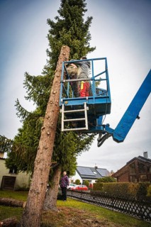 Workers on a lift next to a tall conifer in residential area, tree work, Gechingen, Calw district,