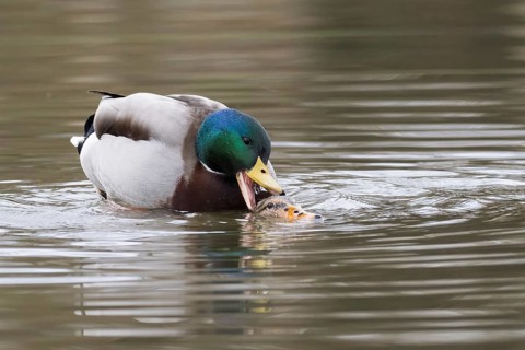 Mallard ducks (anas platyrhynchos) mating, Hesse, Germany