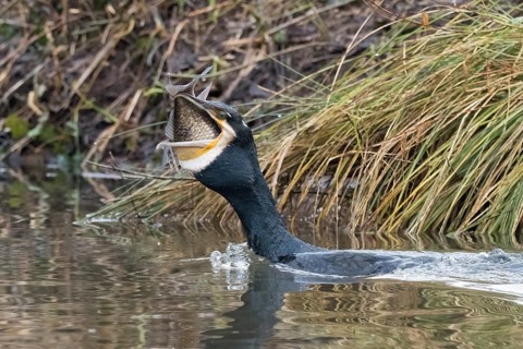 Cormorant (Phalacrocorax carbo) in the water with fish in its beak, Hesse, Germany