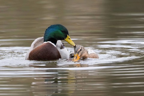 Mallard ducks (anas platyrhynchos), mating, Hesse, Germany