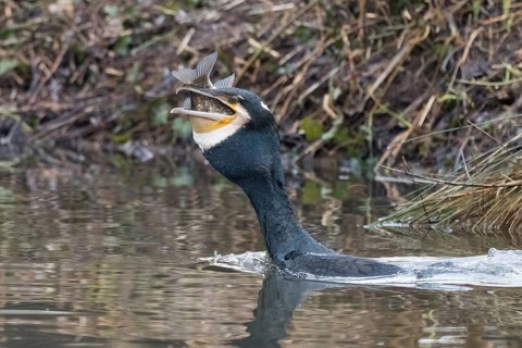 Cormorant (Phalacrocorax carbo) in the water devouring a fish, Hesse, Germany