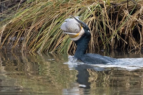 Cormorant (Phalacrocorax carbo) with fish in its beak in reedy waters, Hesse, Germany