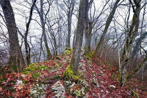 Moss-covered trees surrounded by distinctive limestone formation, Lägerngrat, Baden, Canton Aargau,