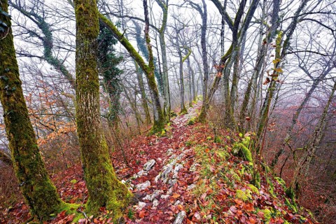 Limestone trail leads through forest covered with moss trees, Lägerngrat, Baden, Aargau Canton,