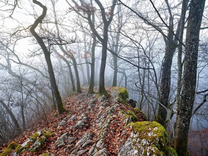 Trees surrounded by moss-covered, distinctive limestone formation, Lägerngrat, Baden, Canton