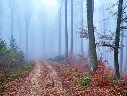 Beech forest (Fagus sylvatica), in autumn in the fog, Canton Aargau, Switzerland