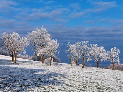 Winter landscape with trees and meadows in hoarfrost, Beinwil, Freiamt, Canton of Aargau,